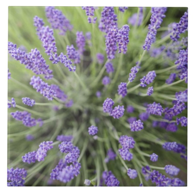 Lavendel-Pflanzen Fliese (Vorderseite)