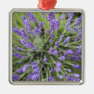 Lavendel-Pflanzen Silbernes Ornament