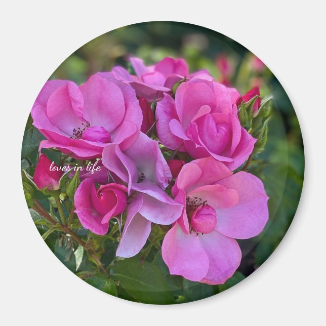Lavendel Pink Rose Magnet (Vorne)