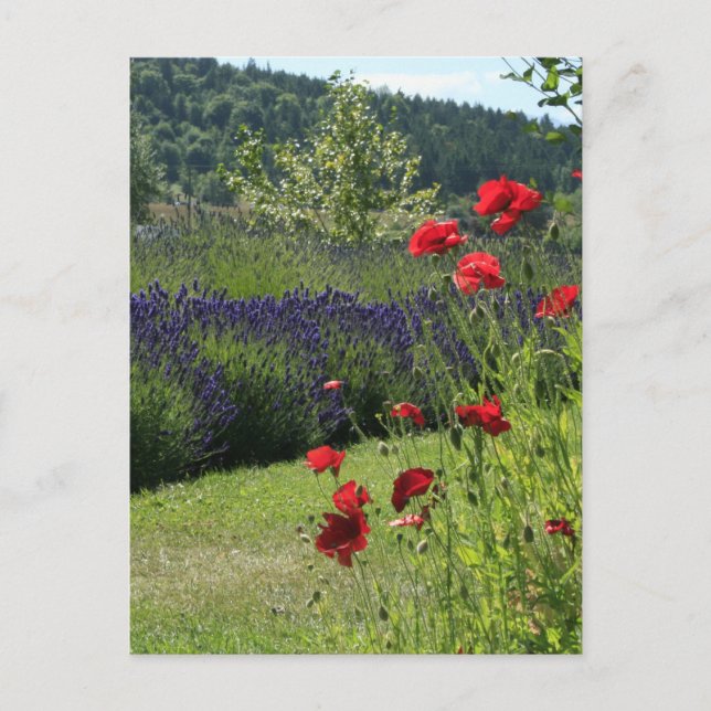 Lavendel & Poppies Postkarte (Vorderseite)