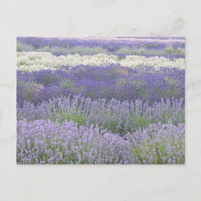 Lavendel Postcard Postkarte (Vorderseite)