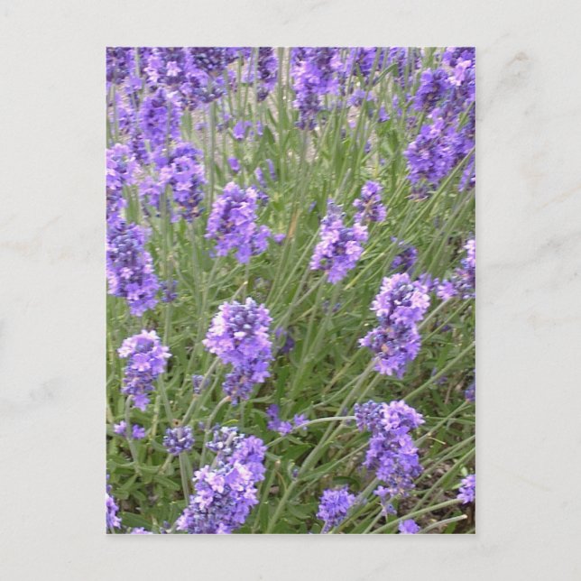 Lavendel Postcard Postkarte (Vorderseite)