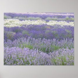 Lavendel Poster