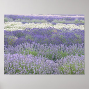 Lavendel Poster