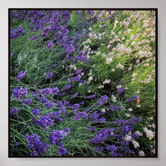 Lavendel Poster (Vorne)