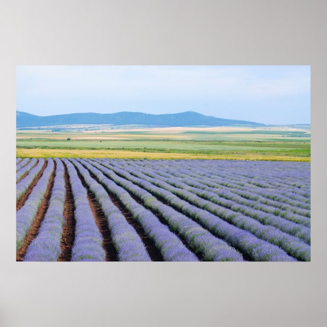 Lavendel Poster (Vorne)