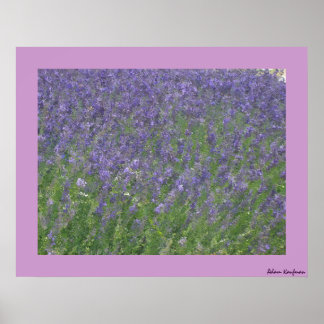 Lavendel Poster