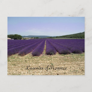Lavendel Postkarte