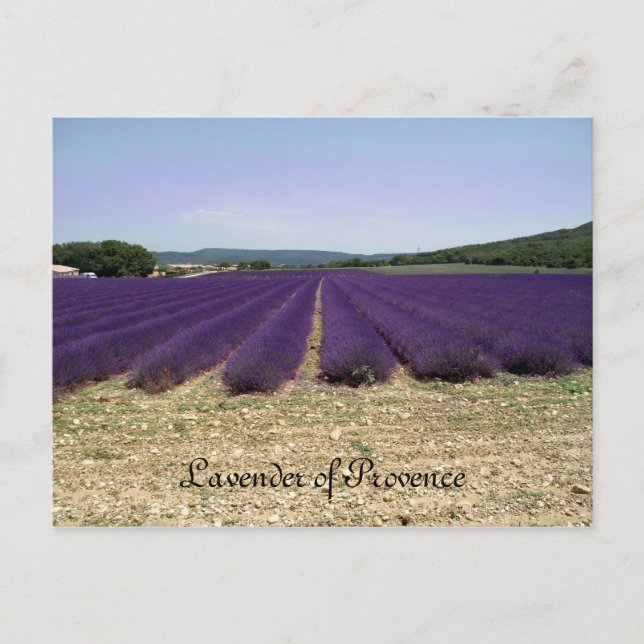 Lavendel Postkarte (Vorderseite)