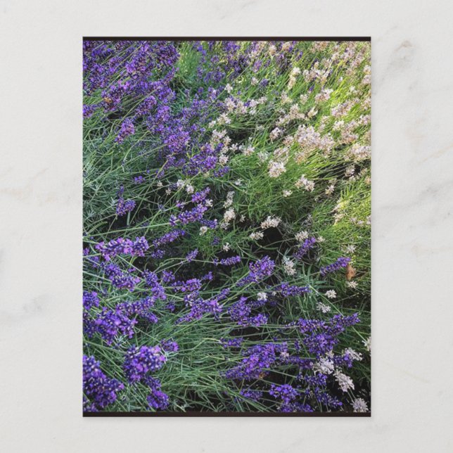 Lavendel Postkarte (Vorderseite)