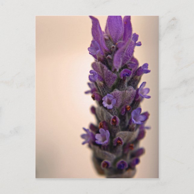 Lavendel Postkarte (Vorderseite)