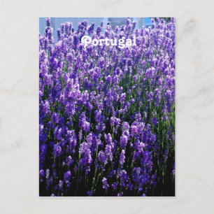 Lavendel Postkarte