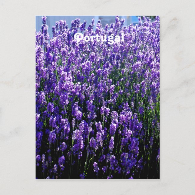 Lavendel Postkarte (Vorderseite)