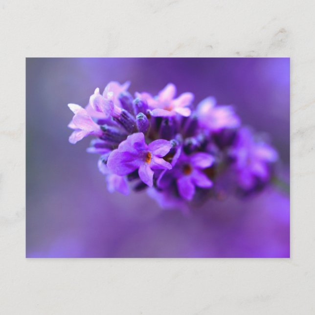 Lavendel Postkarte (Vorderseite)
