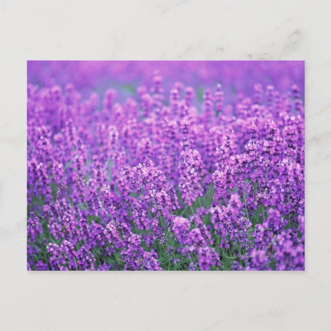 Lavendel Postkarte (Vorderseite)