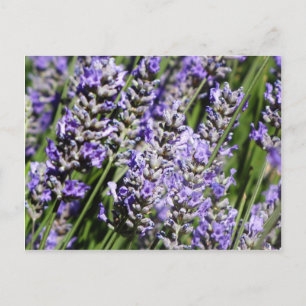 Lavendel Postkarte
