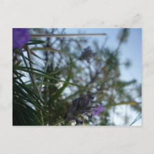 Lavendel Postkarte