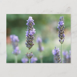 Lavendel Postkarte