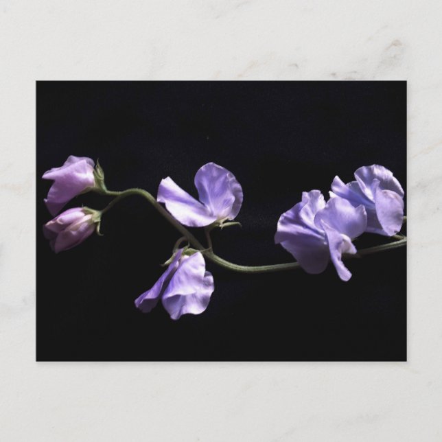 Lavendel Postkarte (Vorderseite)