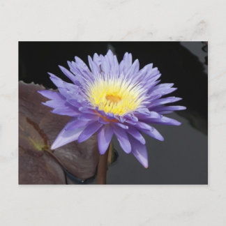 Lavendel Postkarte