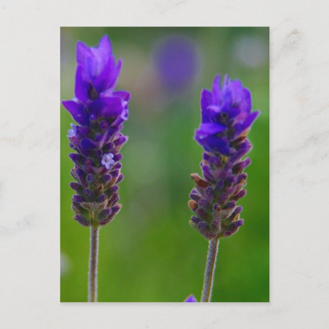 Lavendel Postkarte (Vorderseite)