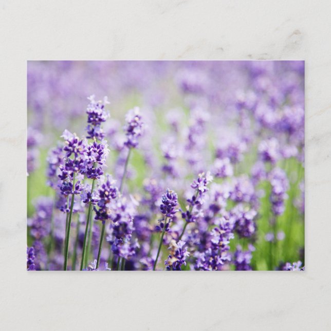Lavendel Postkarte (Vorderseite)