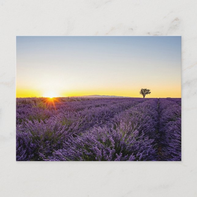 Lavendel Postkarte (Vorderseite)
