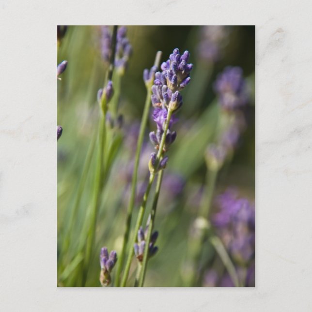 Lavendel Postkarte (Vorderseite)