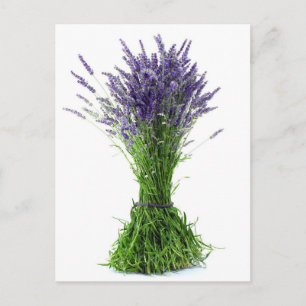 Lavendel Postkarte
