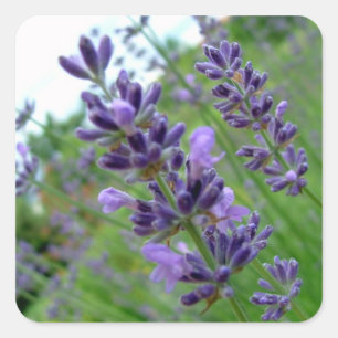 Lavendel Quadratischer Aufkleber