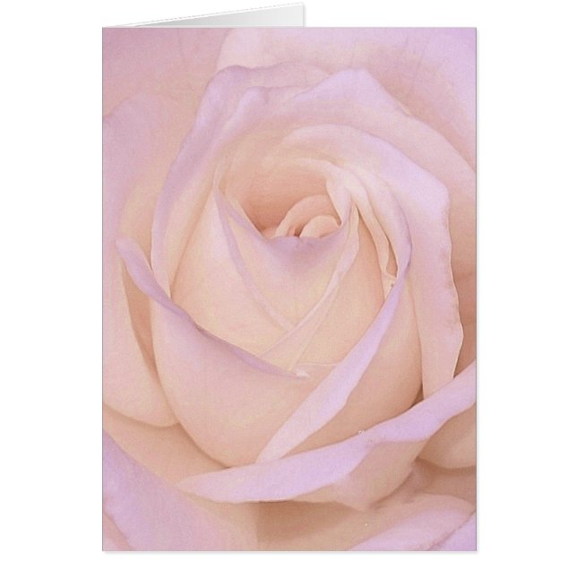 Lavendel-Rose (Vorne)