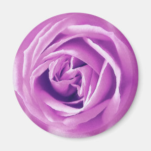 Lavendel-Rose Magnet