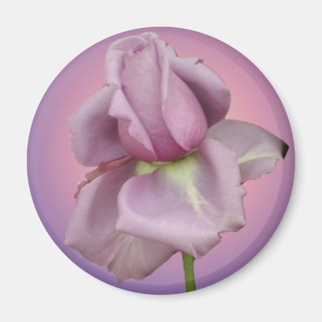 Lavendel-Rose-Magnet Magnet (Vorne)