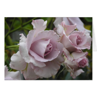 Lavendel-Rosen-Karte