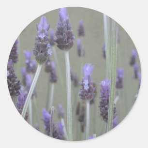 Lavendel Runder Aufkleber