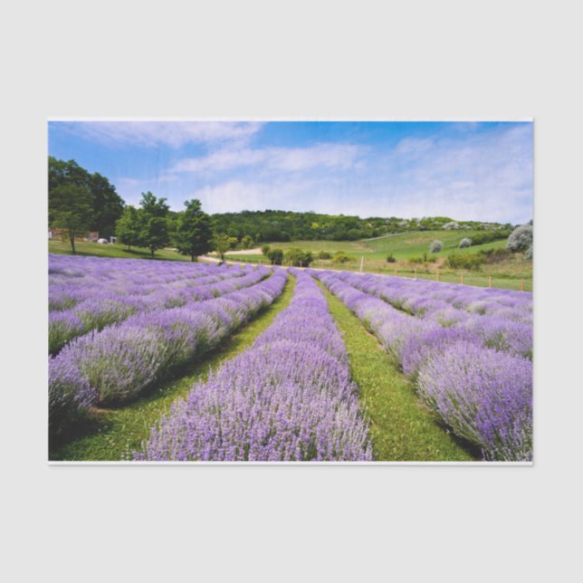 Lavendel Seidenpapier (Vorderseite)