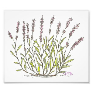 Lavendel-Skizze-Druck Fotodruck