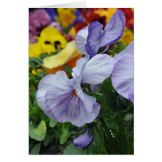 Lavendel-Stiefmütterchen