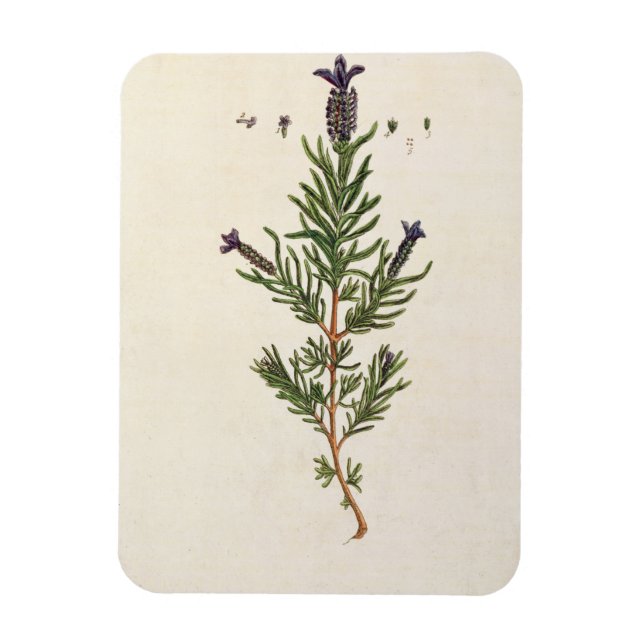 Lavendel, Teller 241 von "A Curious Herbal" Magnet (Vertikal)