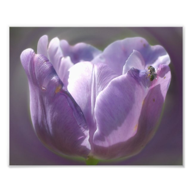 Lavendel Tulip mit winziger Biene 8x10 Fotodruck (Vorne)