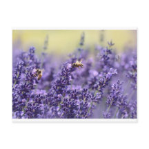 Lavendel und Bienen