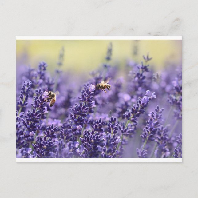 Lavendel und Bienen Postkarte (Vorderseite)