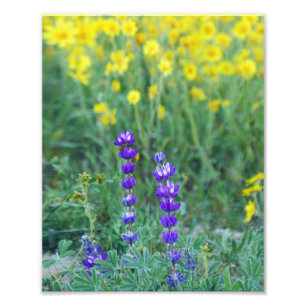 Lavendel und Gelbe Daisy Fotodruck