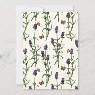 Lavendel und Schmetterlinge auf weiß