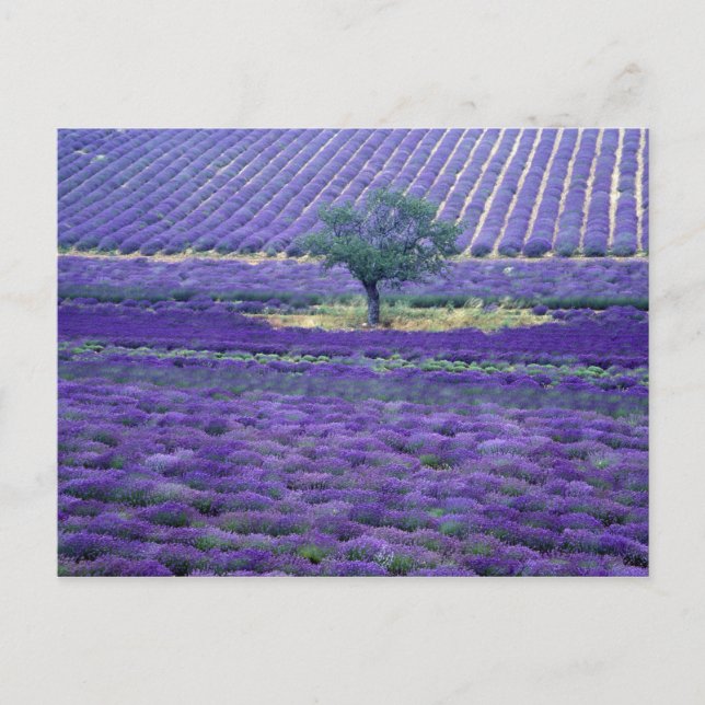 Lavendel, Vence, Provence, Frankreich Postkarte (Vorderseite)