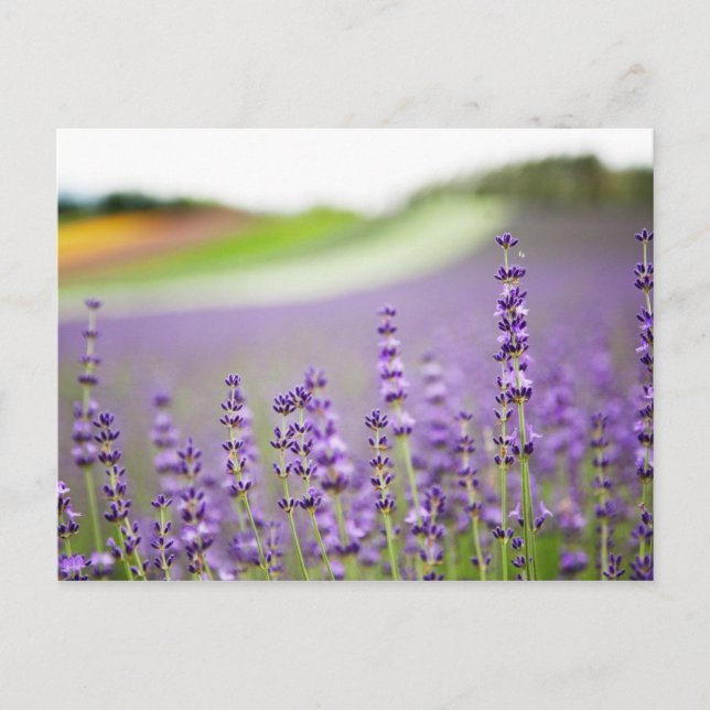 Lavendel VI Postkarte (Vorderseite)