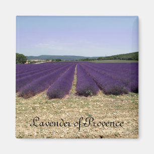 Lavendel von Provence Magnet