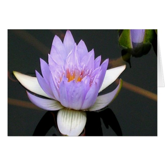 Lavendel-Wasser-Lilie Karte