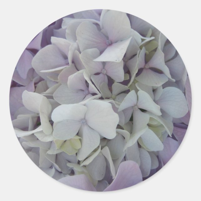 Lavendel/Weiße Hydrangea-Aufkleber Runder Aufkleber (Vorderseite)