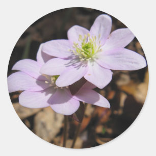 Lavendel-Wildblume-Aufkleber Runder Aufkleber